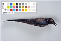 藏品(小卷尾)的圖片